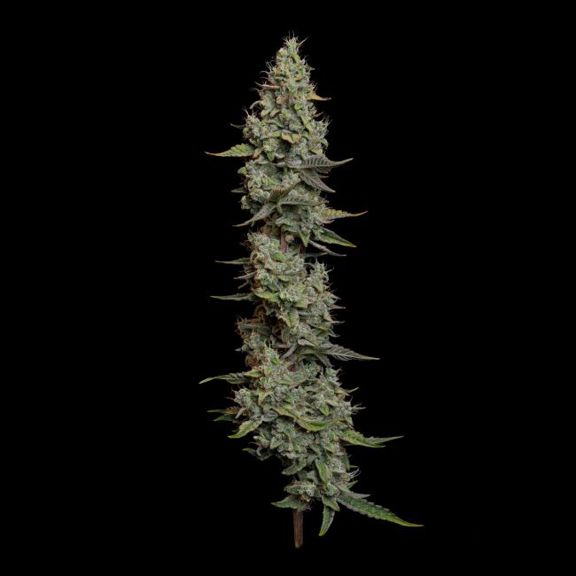 Tall cannabis plant on a black background