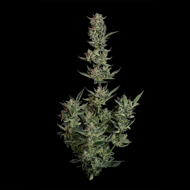 Close-up of a cannabis plant on a black background