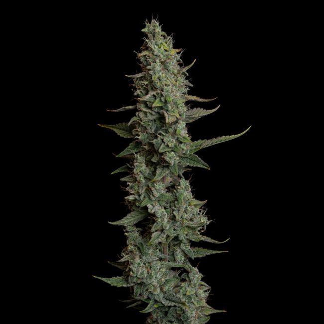Cannabis plant with dense buds on a black background