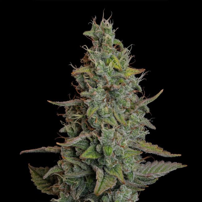 Close-up of a cannabis plant bud on a black background