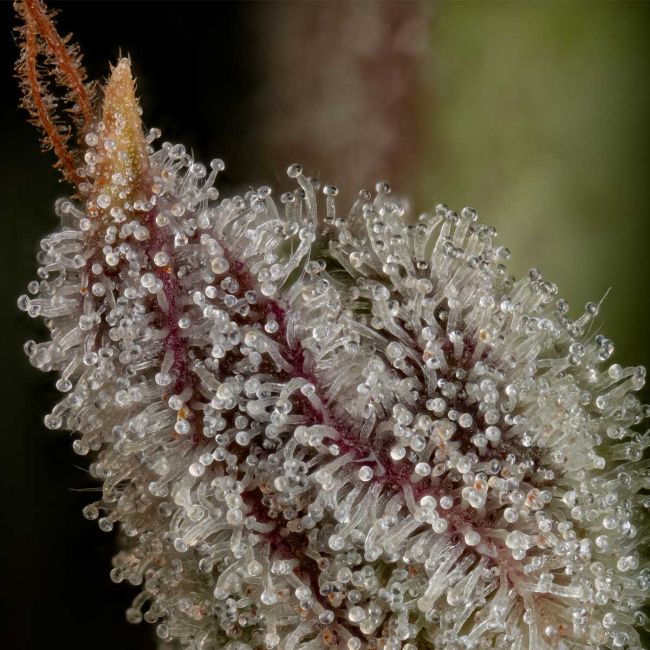 Close-up of a plant with frosty texture on a blurred background