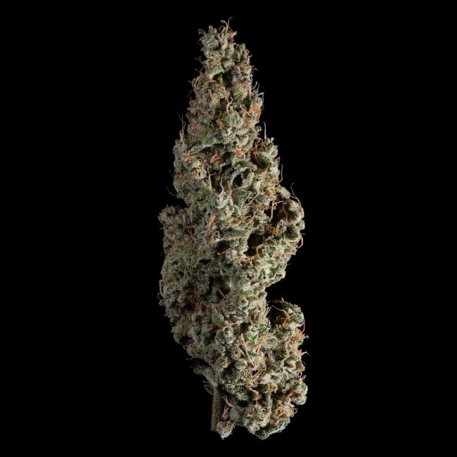 Close-up of a cannabis bud on a black background