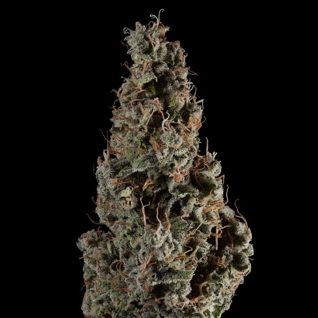 Close-up of a cannabis plant bud on a black background