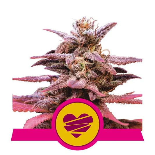 Cannabis plant with pink and purple hues on a white background, featuring a yellow logo with a heart and zigzag design.