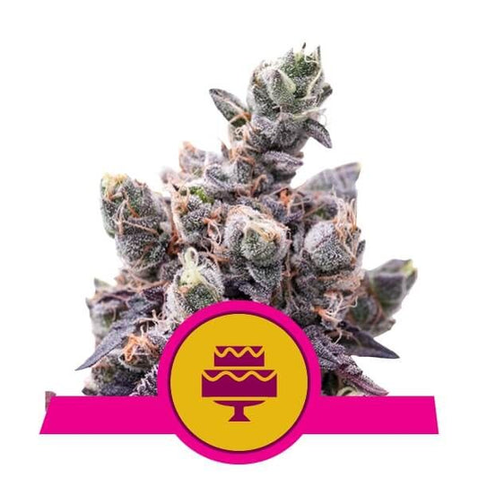 Close-up of a cannabis plant with a pink banner and cake icon on a white background