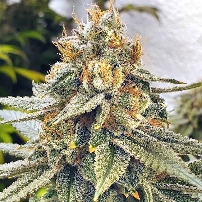 Close-up of a cannabis plant bud with frost on its surface.