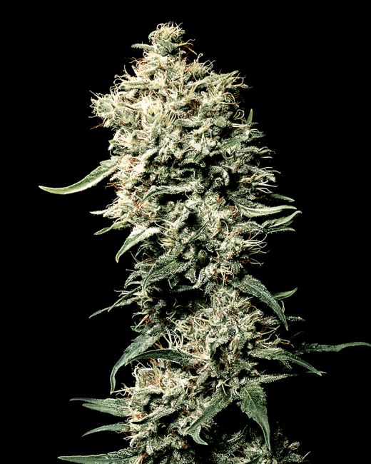 Close-up of a cannabis plant with a black background