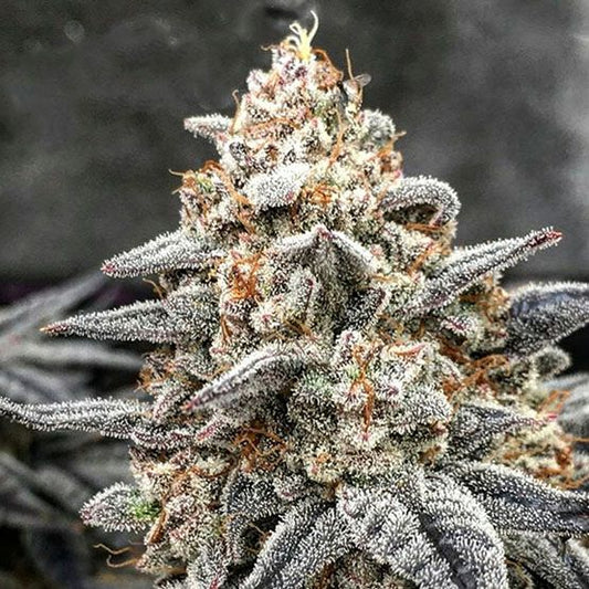 Close-up of a cannabis plant with frost on its leaves against a dark background