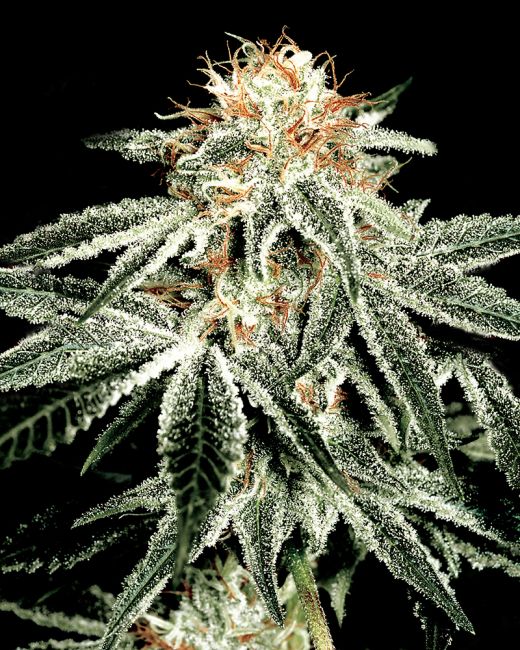 Close-up of a cannabis plant with a black background