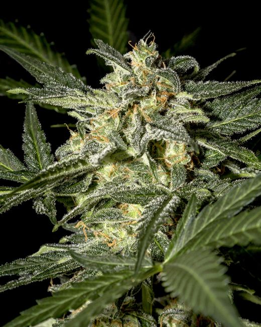 White Widow Auto - Greenhouse Seed Co.