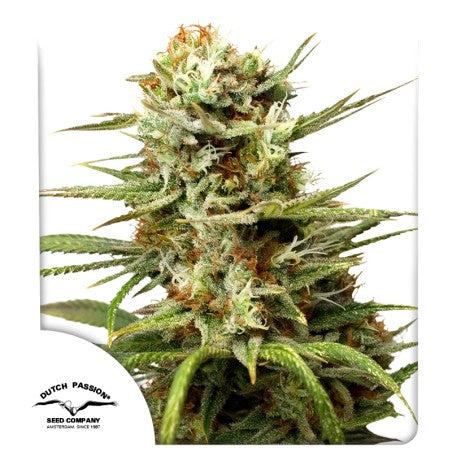 Close-up of a cannabis plant with visible trichomes on a white background, featuring the Dutch Passion logo.