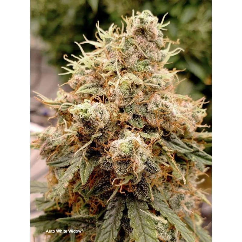 Close-up of a cannabis plant with frosty buds labeled 'Auto White Widow'.
