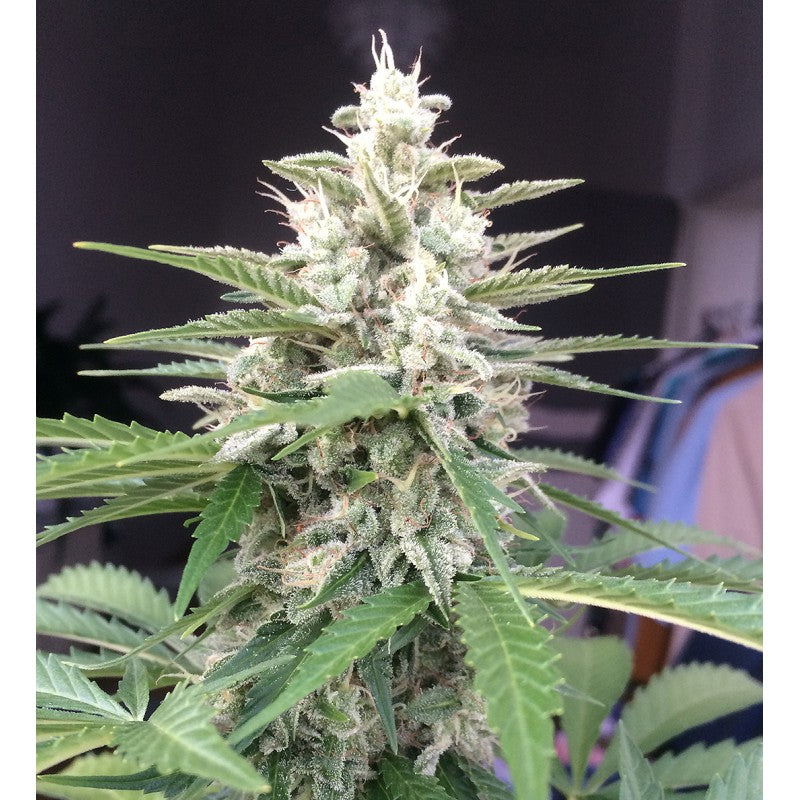 Close-up of a cannabis plant with a dark background