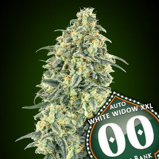 Close-up of a cannabis plant with 'Auto White Widow XXL' branding on a dark green background