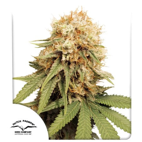 Close-up of a cannabis plant with visible Dutch Passion logo.