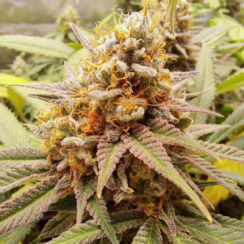 Close-up of a cannabis plant with frosty buds and green leaves.