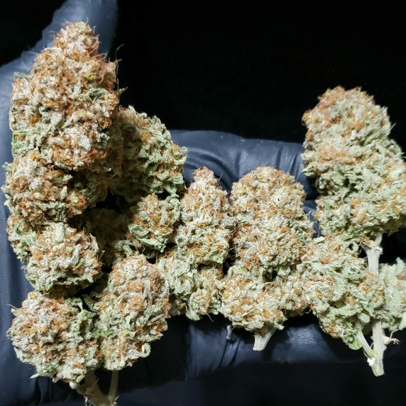 Close-up of cannabis buds held by a gloved hand against a black background