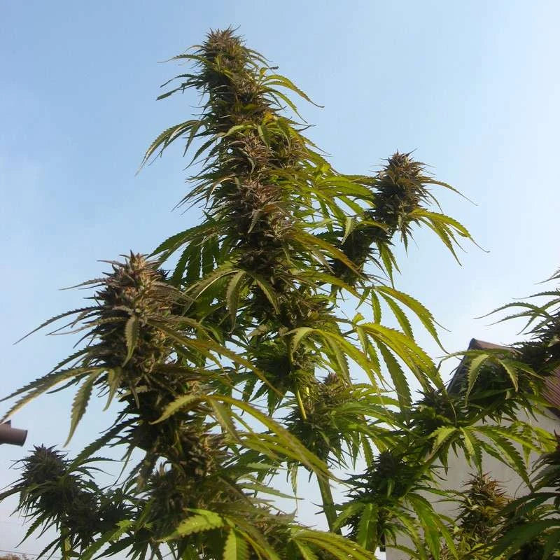 Cannabis plant with large buds against a clear blue sky