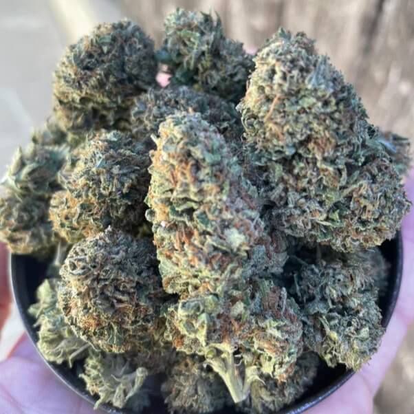 Close-up of cannabis buds in a black container held by a person.