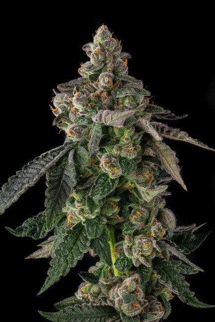 A close-up of a cannabis flower bud with green leaves covered in white trichomes and orange pistils, set against a solid black background.