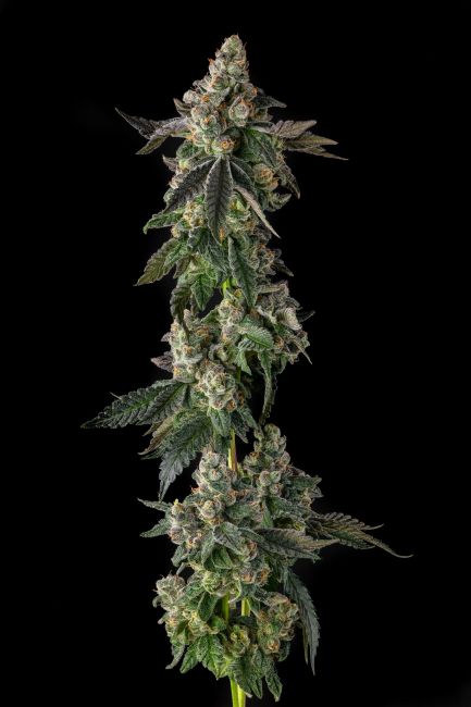 A single vertical cannabis flower bud with multiple trichomes and serrated leaves, photographed against a solid black background.