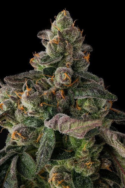 A close-up of a dense cannabis bud with green and purple tones, covered in white trichomes and small orange pistils, set against a solid black background.