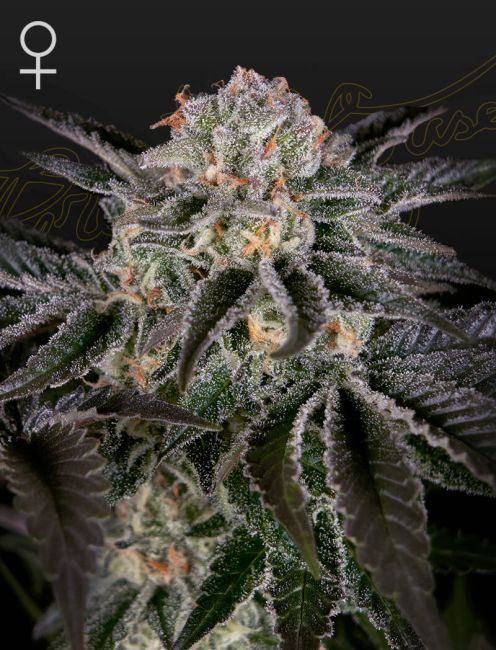 Close-up of a cannabis plant with frost on its leaves against a dark background.