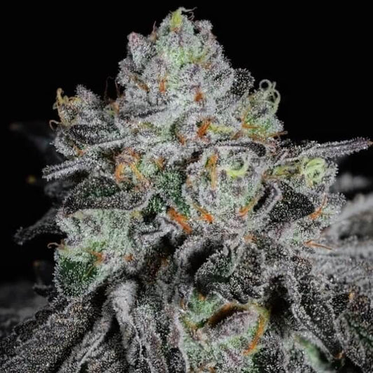 A close-up of a heavily frosty cannabis bud with green and orange pistils against a solid black background.