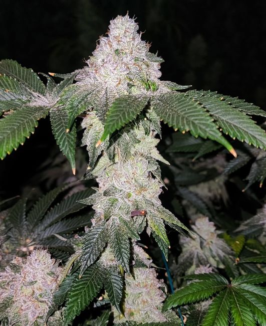 Close-up of a cannabis plant with dense trichomes on a dark background