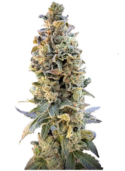 Close-up of a cannabis plant with green and yellow hues on a white background