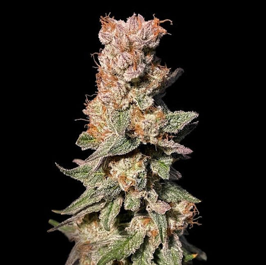 Close-up of a cannabis plant bud with a black background