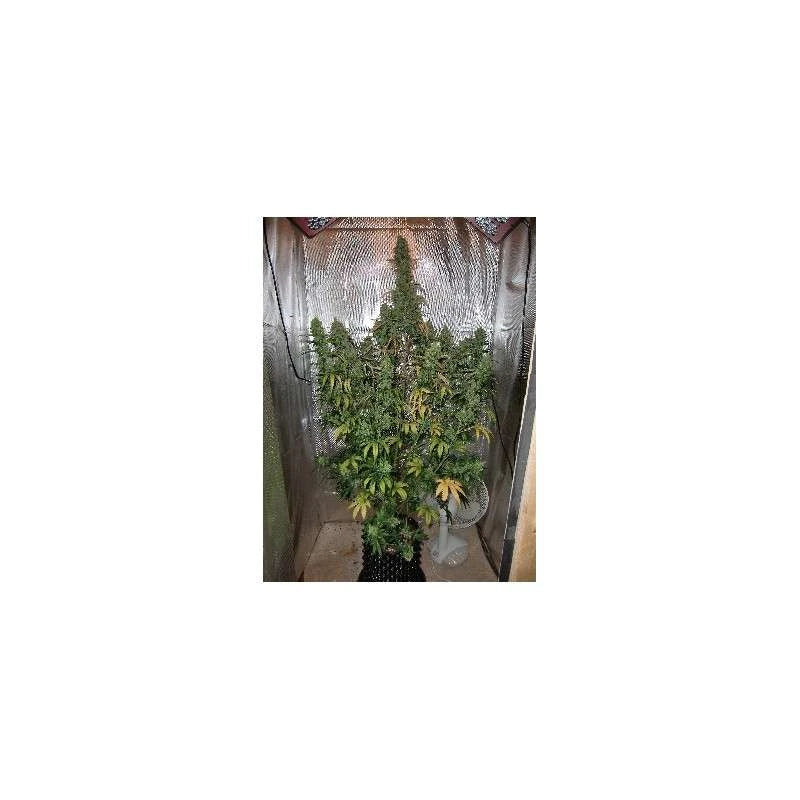 Indoor cannabis plants in a grow tent with a white background