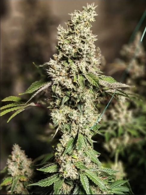 A close-up of a cannabis flower bud with green leaves covered in white trichomes, set against a blurred dark background.