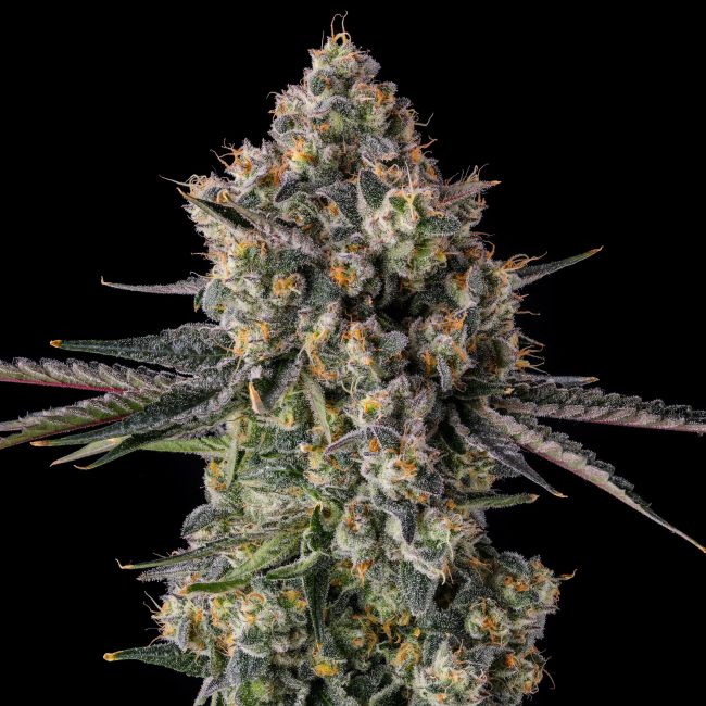 Close-up of a cannabis plant bud on a black background