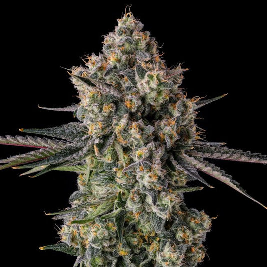Close-up of a cannabis plant bud on a black background