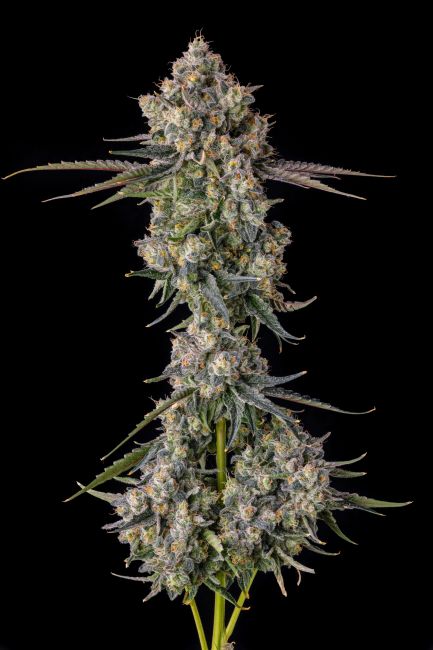Close-up of a cannabis plant with a black background