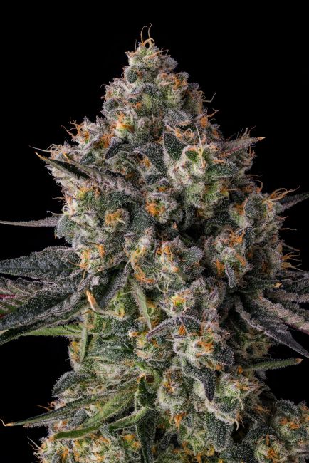 Close-up of a cannabis plant bud with a black background