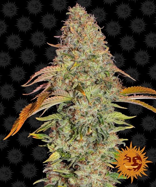 Cannabis plant with a sun logo on a black background