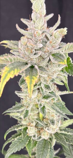Zoap x Baja Blast - Mosca Seeds