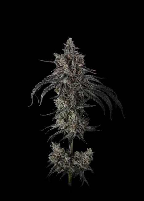 Close-up of a cannabis plant on a black background