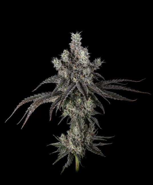 Close-up of a cannabis plant bud on a black background
