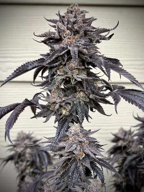 Close-up of a cannabis plant with a textured background