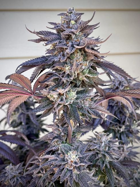 A close-up of a cannabis plant with dense, frosty buds and serrated leaves in deep purple, burgundy, and pale green tones, set against a light beige house siding background.