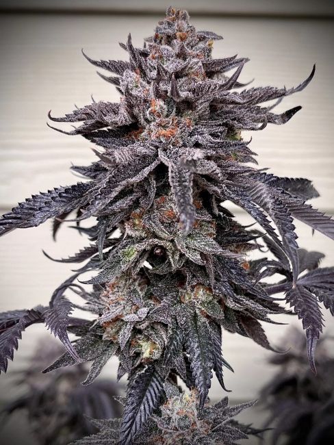 Close-up of a frost-covered cannabis plant on a neutral background