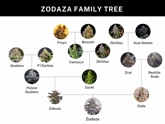 Zodaza Family Tree diagram with cannabis plant images and names.