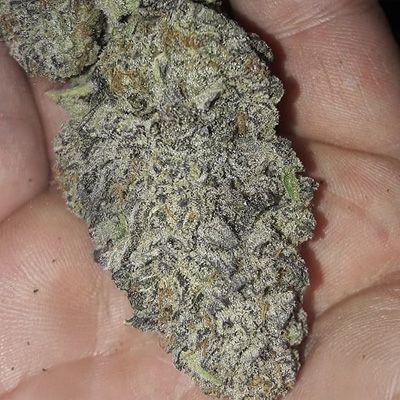 Close-up of cannabis buds held between fingers