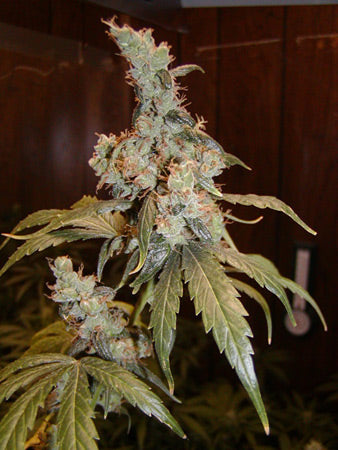 Closeup of a light green bud with golden hairs and dark green fan leaves.