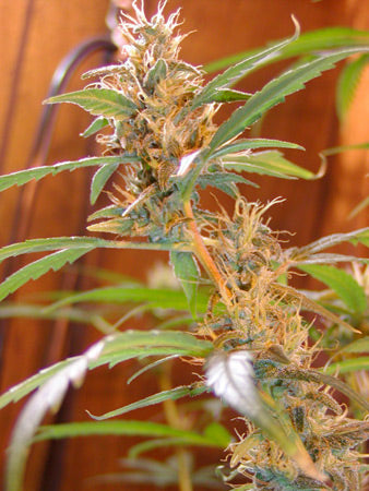 Closeup  from underneath of a light green bud with golden hairs and dark green fan leaves.