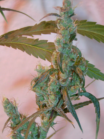 Closeup of a nice light green super frosty bud with minimal leaves.