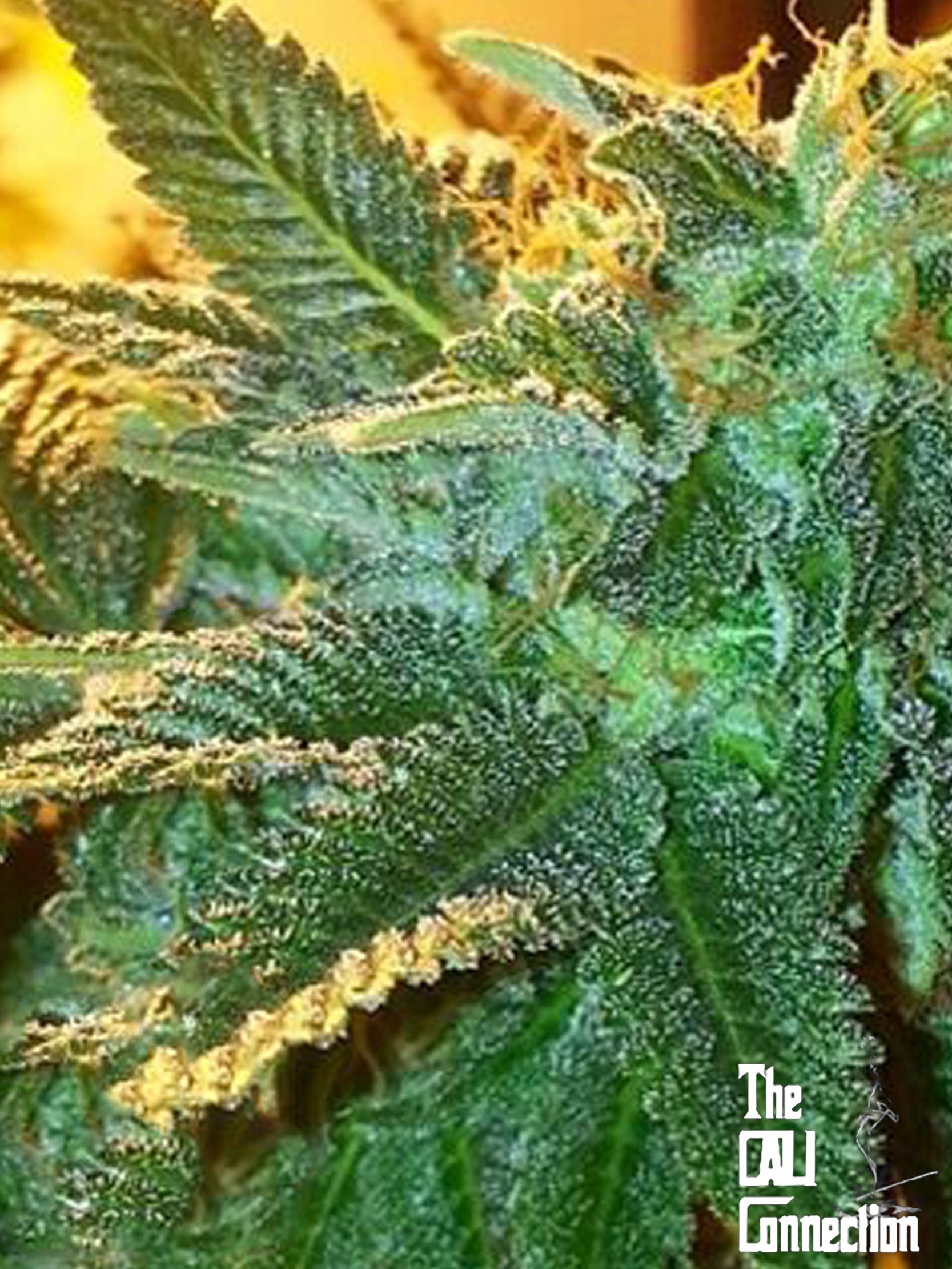 Closeup of a frosty green bud.